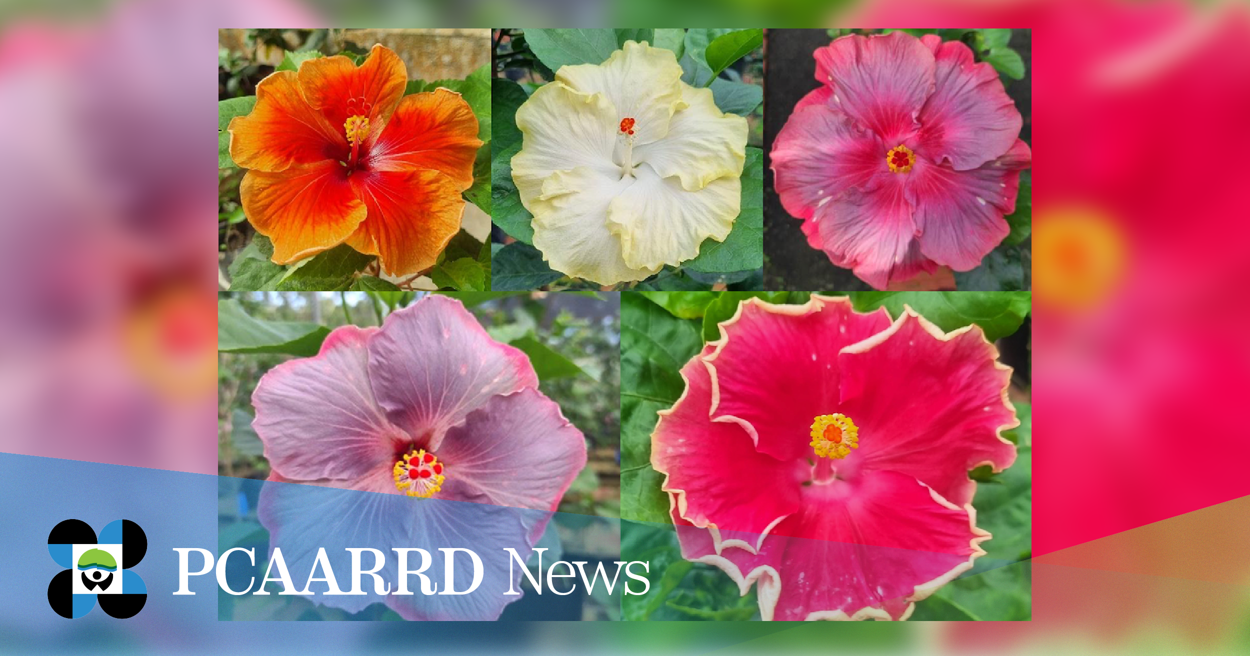 Hibiscus breeding project unveils new varieties and selections